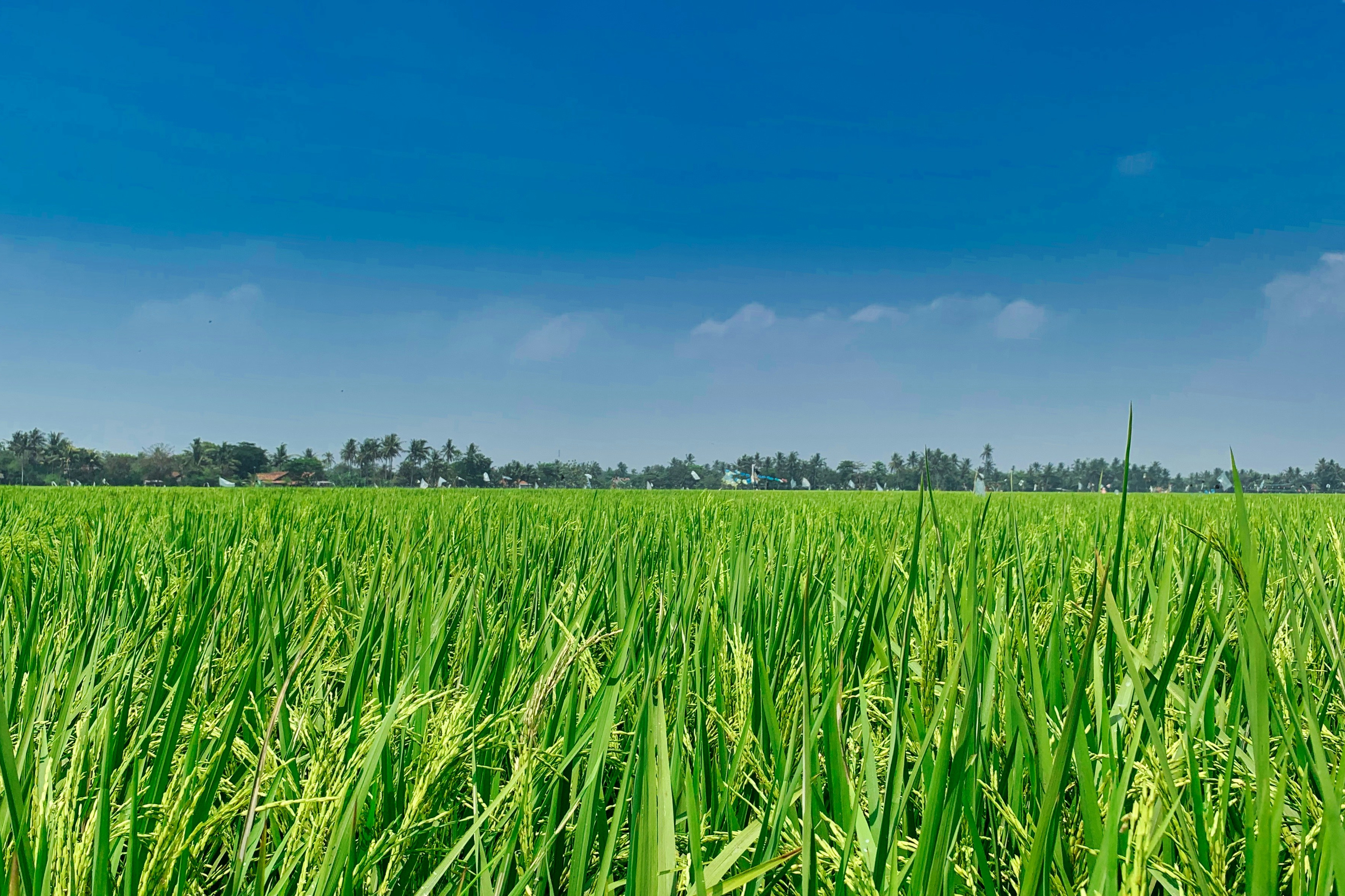Rice Varieties